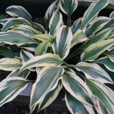 Hosta 'Bright Star' Hosta 'Bright Star'